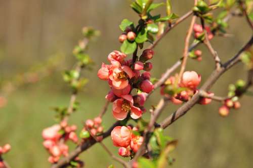 Flower Quince Spring Red Bush Pink Plant