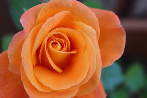 Flower Rose Orange Petals
