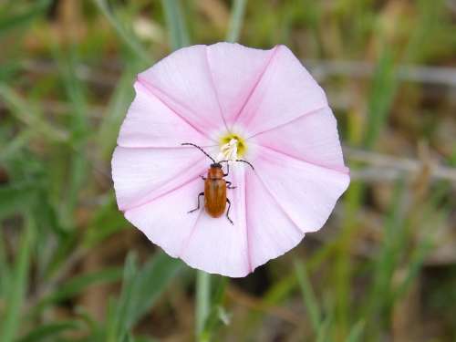 Flower Wild Flower Bell Weevil Orange Beetle