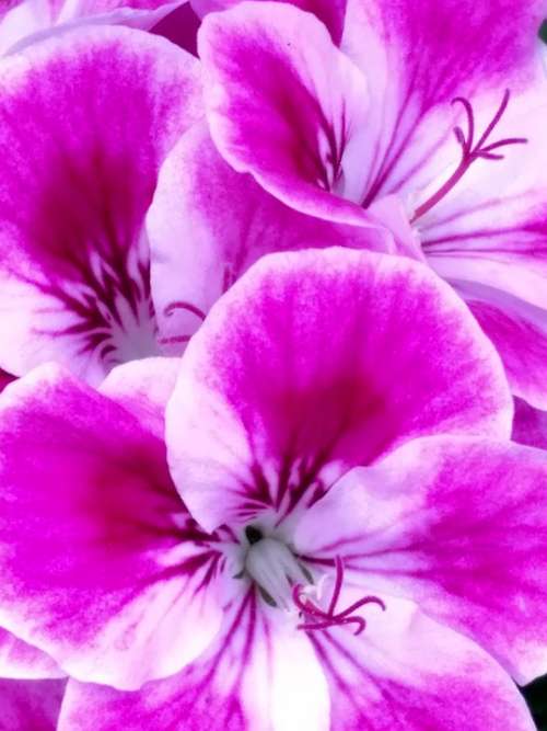 Flower Purple Tabby Petal Pistil