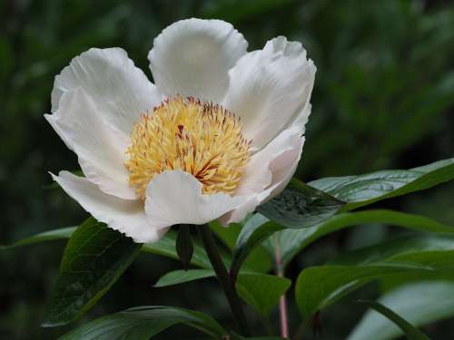 Flower Flora White Yellow Close Up Macro Plant