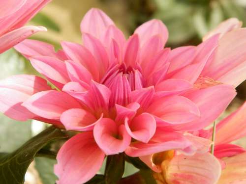 Flower Nature Pink Macro Garden