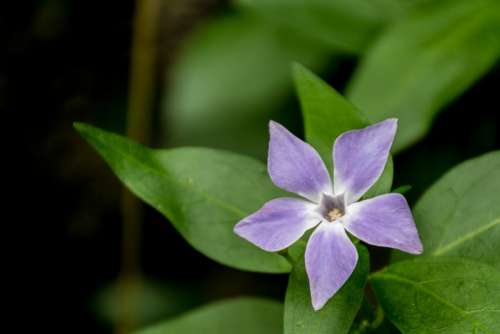 Flower Nature Garden Petals Purple Natural