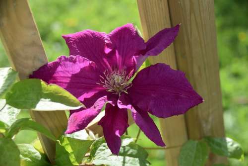 Flower Clematis Green Leaves Clematis Fuchsia