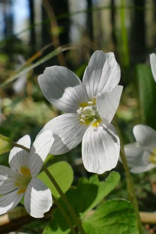 Flower White Spring Sorrel