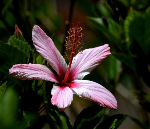 Flower Nature Ecuador Pink Summer Garden