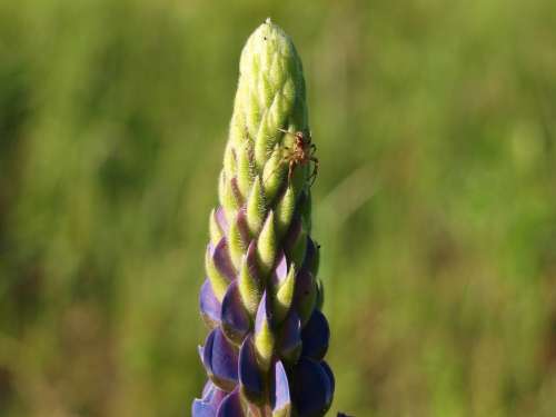 Flower Lupinien Nature Plant Violet Close Up