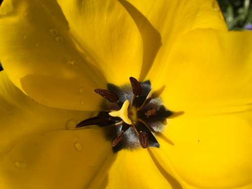 Flower Garden Yellow Spring Bloom Petals Nature