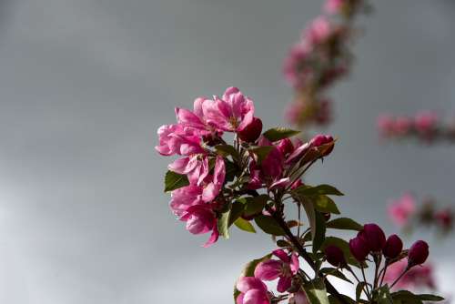 Flowering Tree Pink Spring Flowers