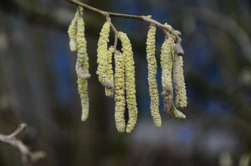 Flowering Tree Willow For Spring