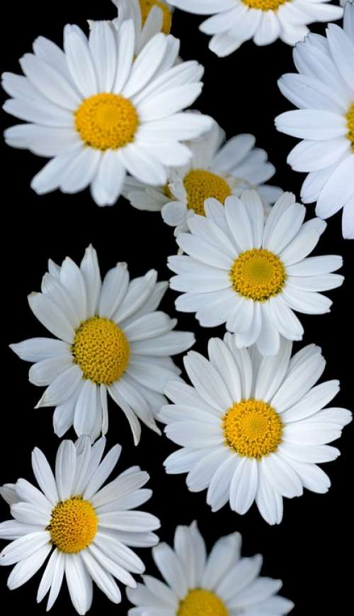 Flowers Daisy Daisies White Background Wallpaper