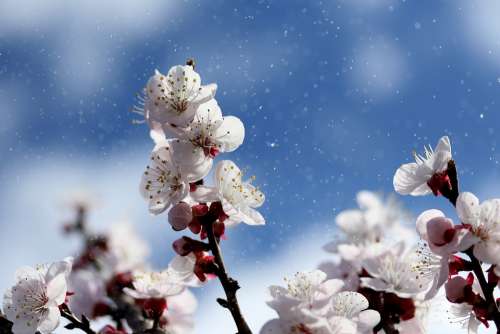 Flowers White Spring Tree Nature Plants Bloom