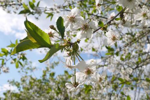 Flowers Cherry Fruit Spring The Background Sky