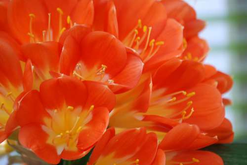 Flowers Orange Nature Plants Petal Beautiful