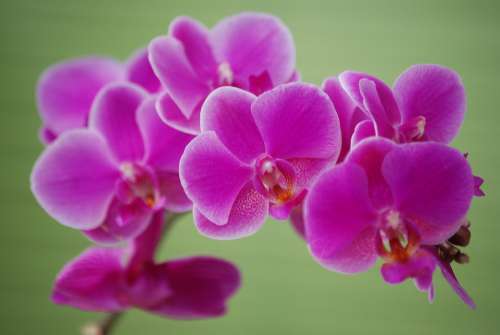 Flowers I Nature Plants Spring Orchid Purple