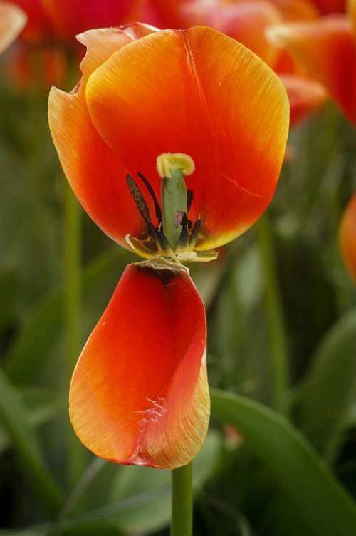 Flowers Tulips Holland Spring Orange Yellow