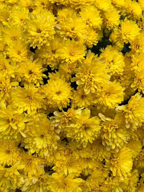 Flowers Sunflowers Bloom Yellow Summer Blossom