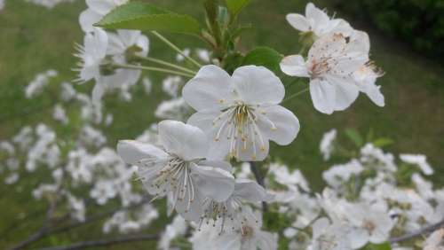 Flowers Spring Flowering Nature Tree Apple