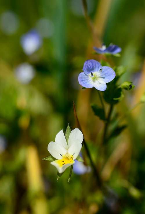 Flowers Pansy Wild Spring Nature Flower Plant