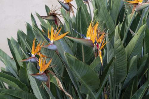 Flowers Birds Of Paradise Exotic Plant Nature