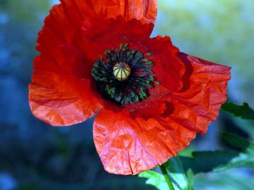 Flowers Poppy Prairie Landscape Red Spring Nature