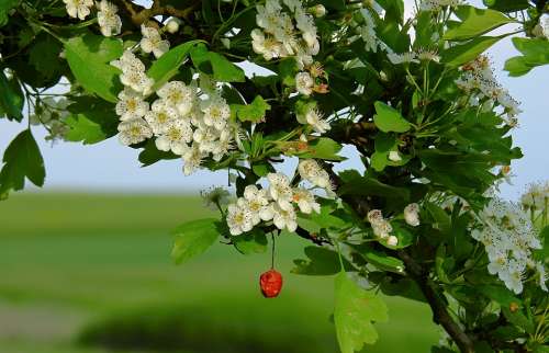 Flowers Flowering Flowers Of Hawthorn Crataegus