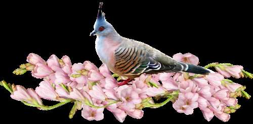 Flowers Pink Bird Pigeon Nature Wildlife