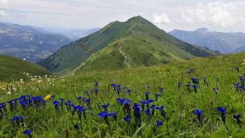 Flowers Austria Mountains Landscape Nature Plant