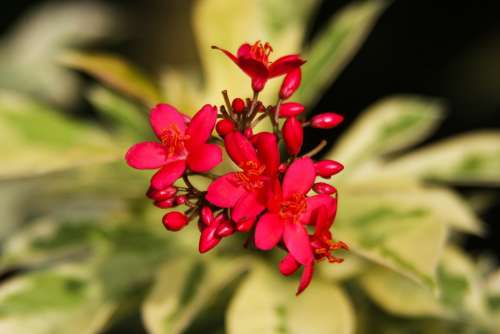 Flowers Red Plant Garden Bloom Blossom Nature