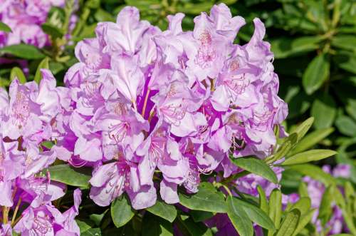 Flowers Violet Nature Plant Rhododendron Almost