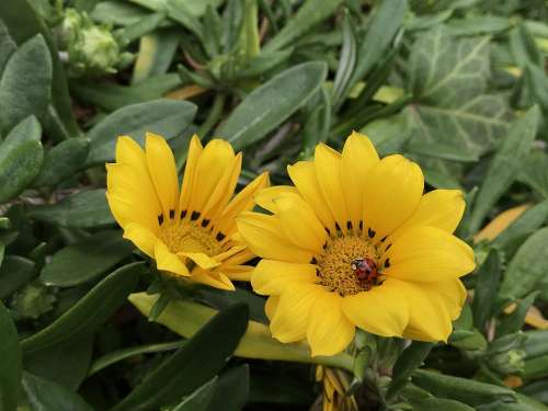 Flowers Yellow Wildflower Petal Plants Nature