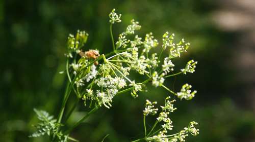 Flowers White Vegetable Flora Beauty Petals Bloom