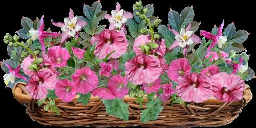 Flowers Hollyhocks Columbines Basket Arrangement