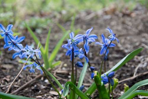 Flowers Blue Spring Close Up Nature