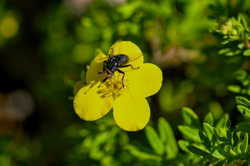 Fly Flower Insect Macro Garden Plant Animal World
