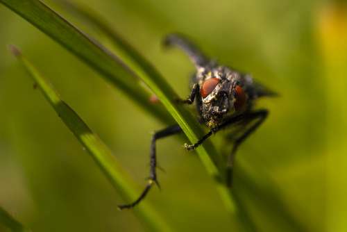 Fly Insect Animal Nature Eyes Head Grass