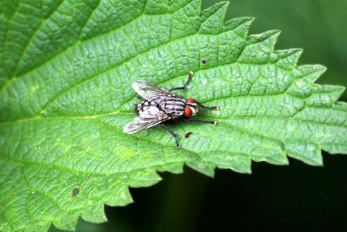 Fly Leaf Close Up Insect Animal Green Creature