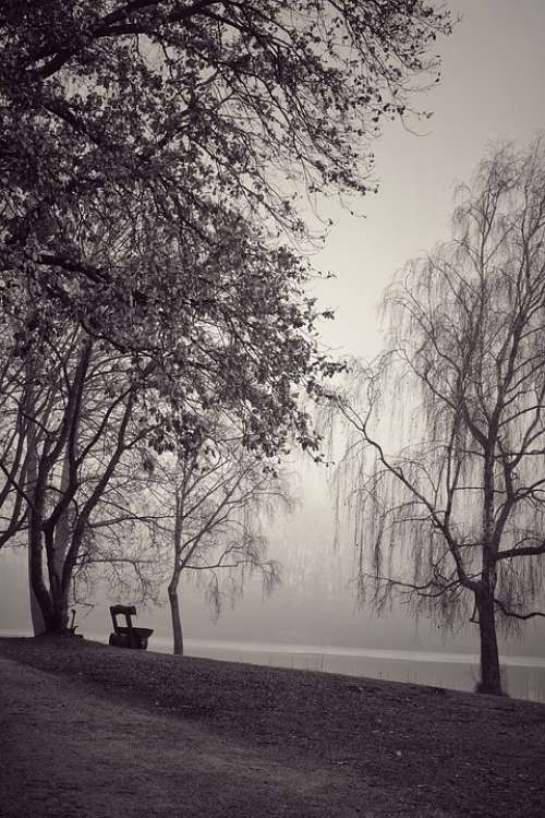 Fog Black And White Trees Atmosphere Mystical Mood