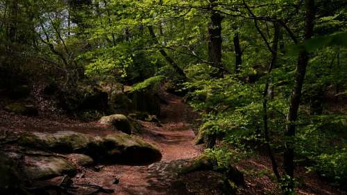 Fontainebleau Forest Rocks Path France Nature
