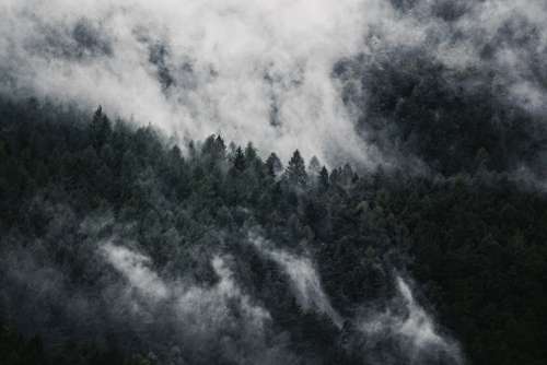 Forest Fog Nature Trees Autumn Mood Mountain