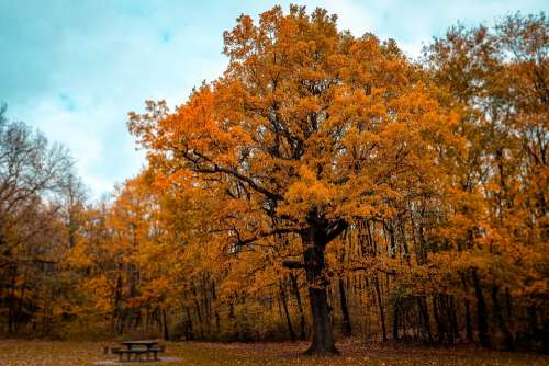 Forest Autumn Nature Trees Landscape Leaves Mood