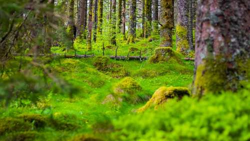 Forest Forest Floor Trees Green Nature Color
