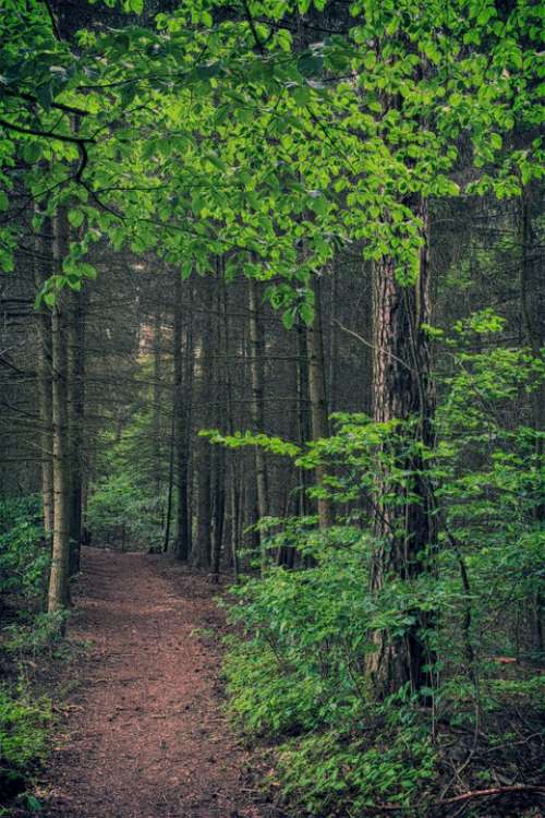 Forest Trees Leaves Twilight Path Light Scenic