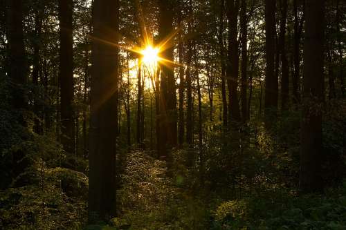 Forest Trees Nature Landscape Light Mystical
