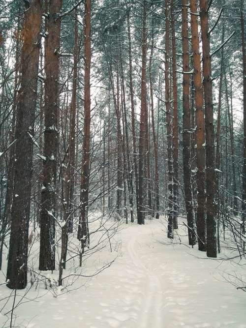 Forests Trees Nature Mystical Leaves Ways