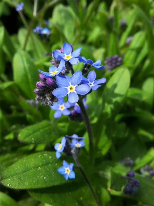 Forget Me Not Flower Nature Meadow Plant Blossom