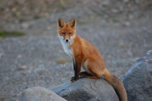 Fox Wildlife Nature Predator Wilderness Wild