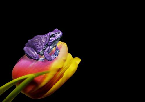 Frog Tulip Flower Animal Nature Art Portrait