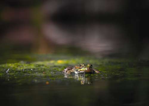 Frog Reptiles Moss Water River Puddle Green