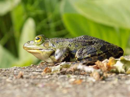 Frog Animal Green Water Nature Pond Garden Plant